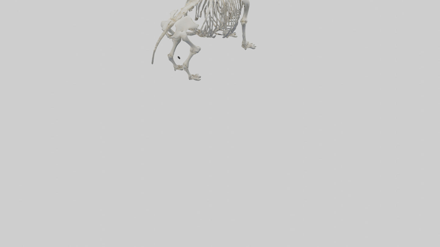 3D model Hippo Skeleton model VR / AR / low-poly