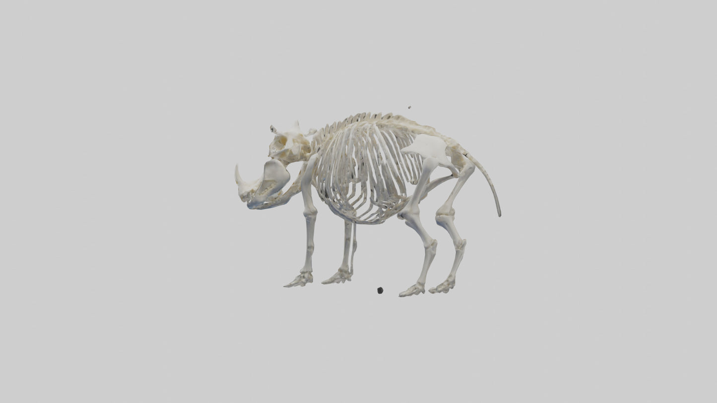 3D model Hippo Skeleton model VR / AR / low-poly