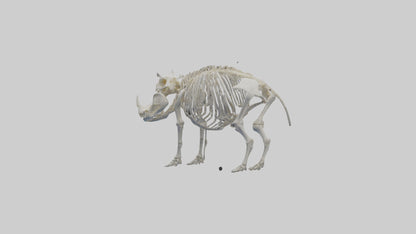 3D model Hippo Skeleton model VR / AR / low-poly