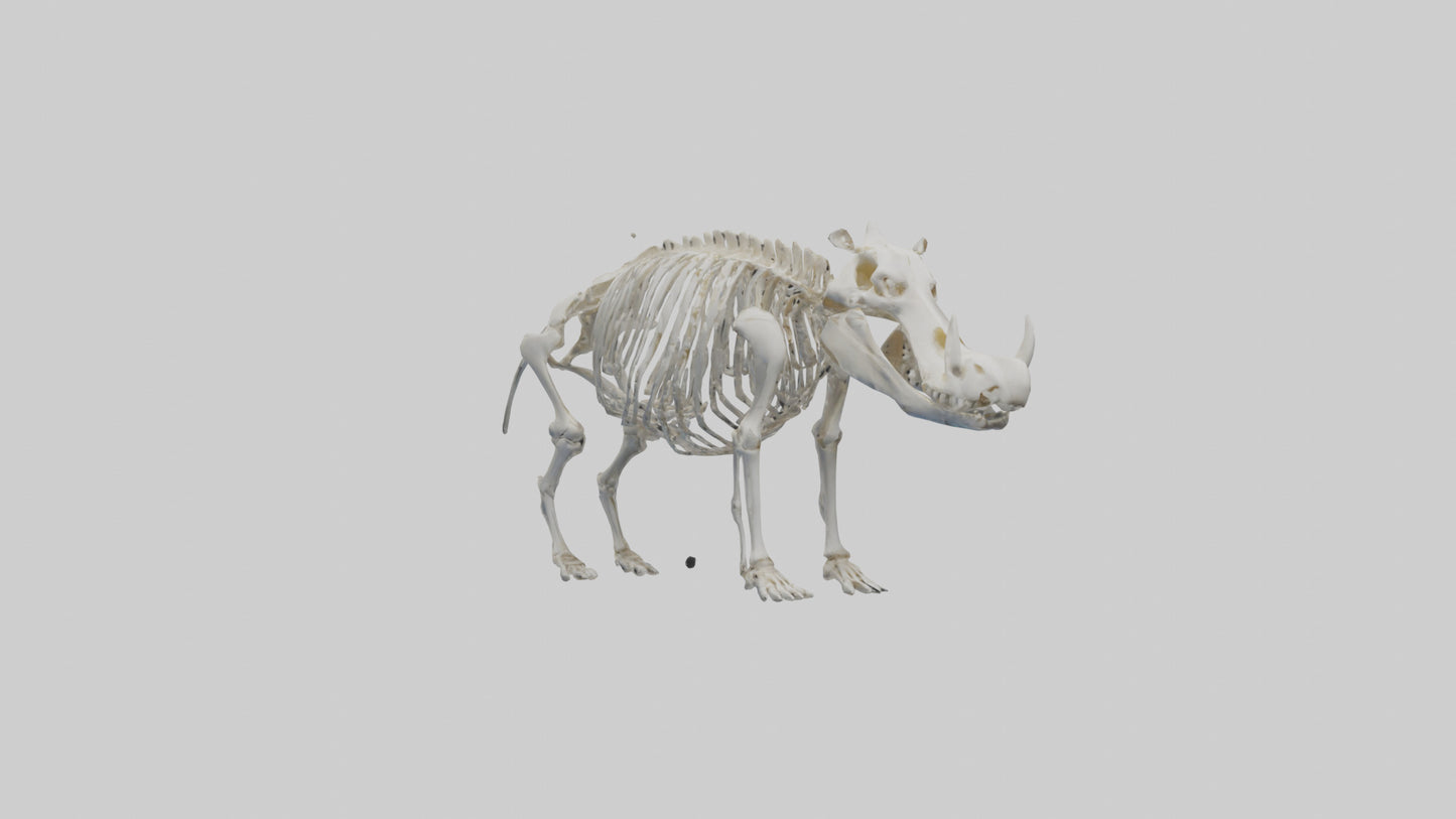 3D model Hippo Skeleton model VR / AR / low-poly