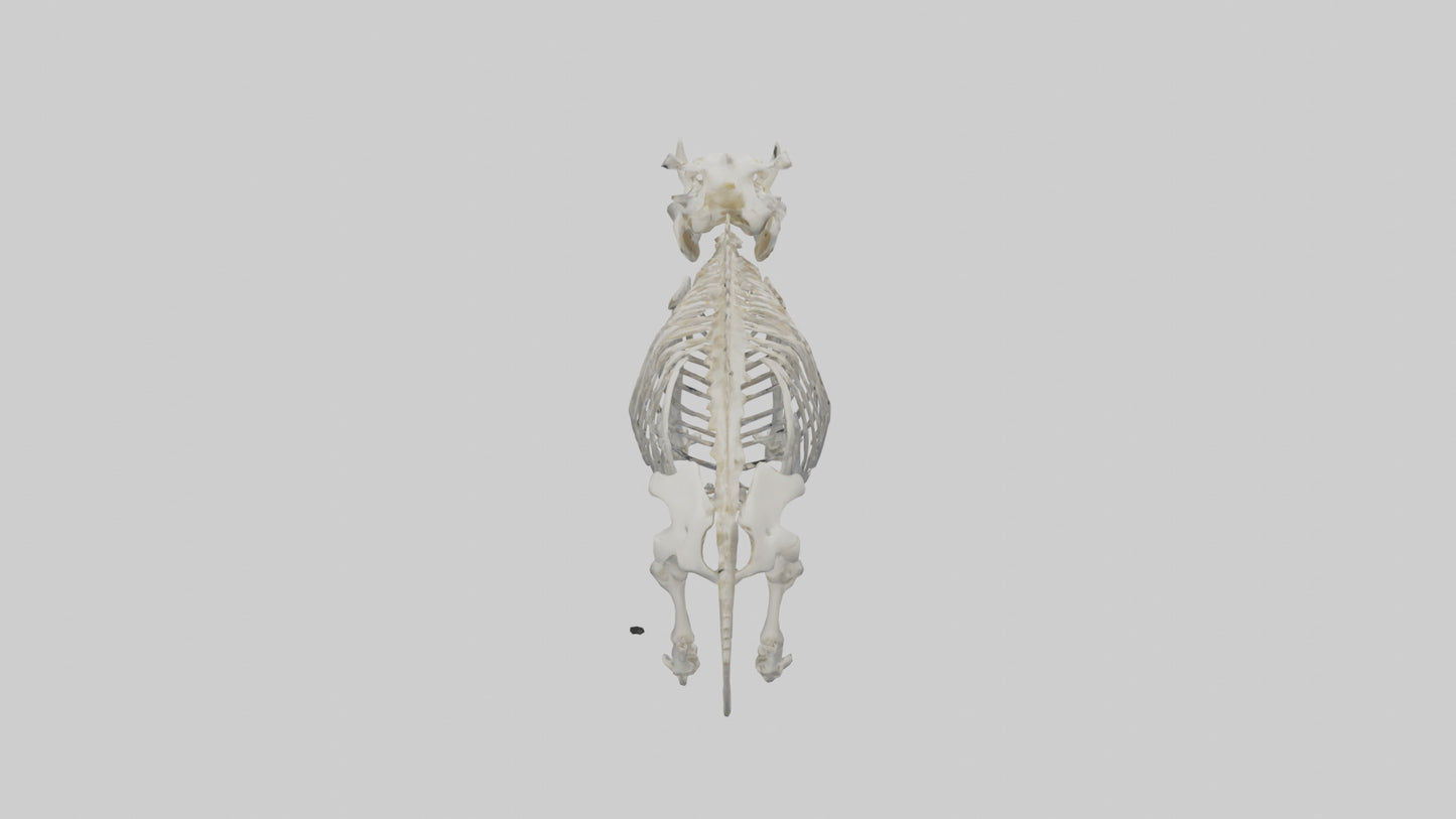 3D model Hippo Skeleton model VR / AR / low-poly