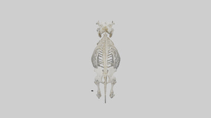 3D model Hippo Skeleton model VR / AR / low-poly