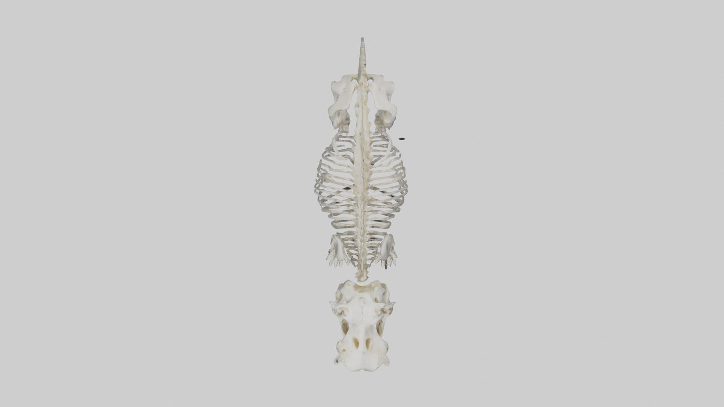 3D model Hippo Skeleton model VR / AR / low-poly