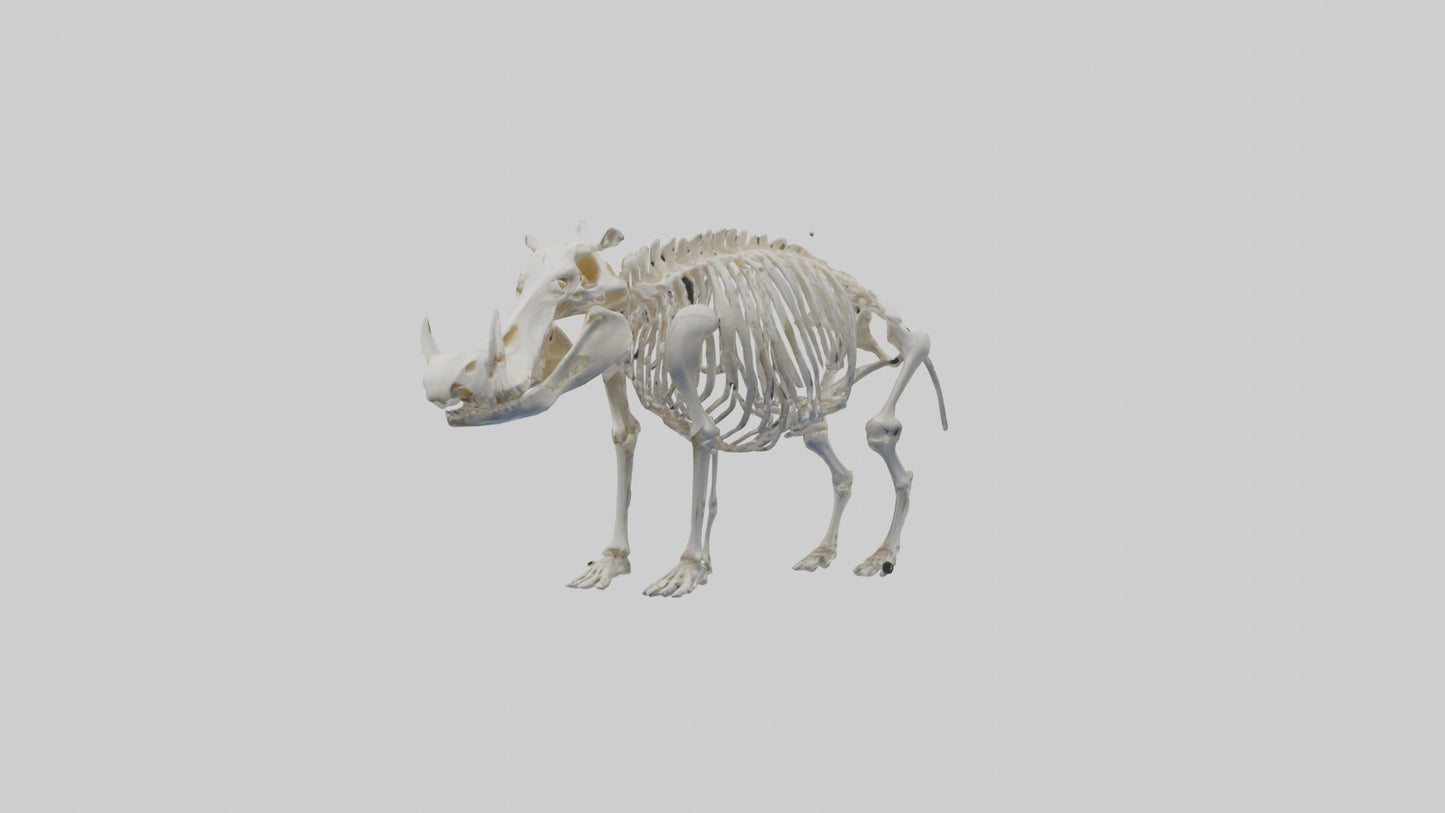 3D model Hippo Skeleton model VR / AR / low-poly