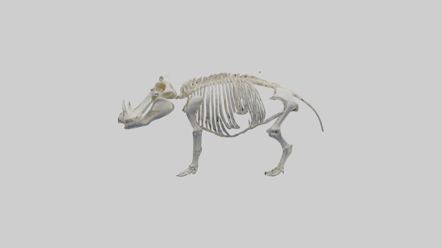 3D model Hippo Skeleton model VR / AR / low-poly