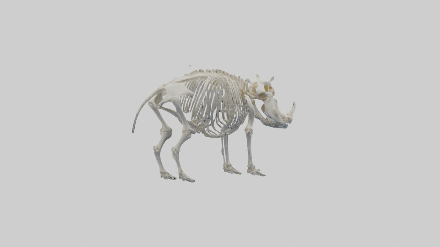3D model Hippo Skeleton model VR / AR / low-poly