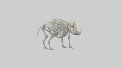 3D model Hippo Skeleton model VR / AR / low-poly