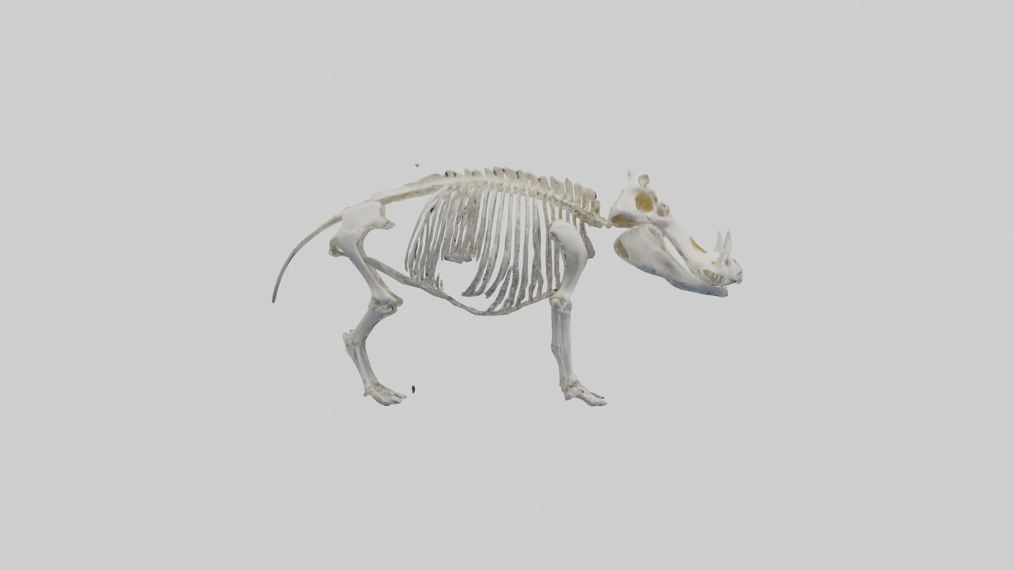 3D model Hippo Skeleton model VR / AR / low-poly
