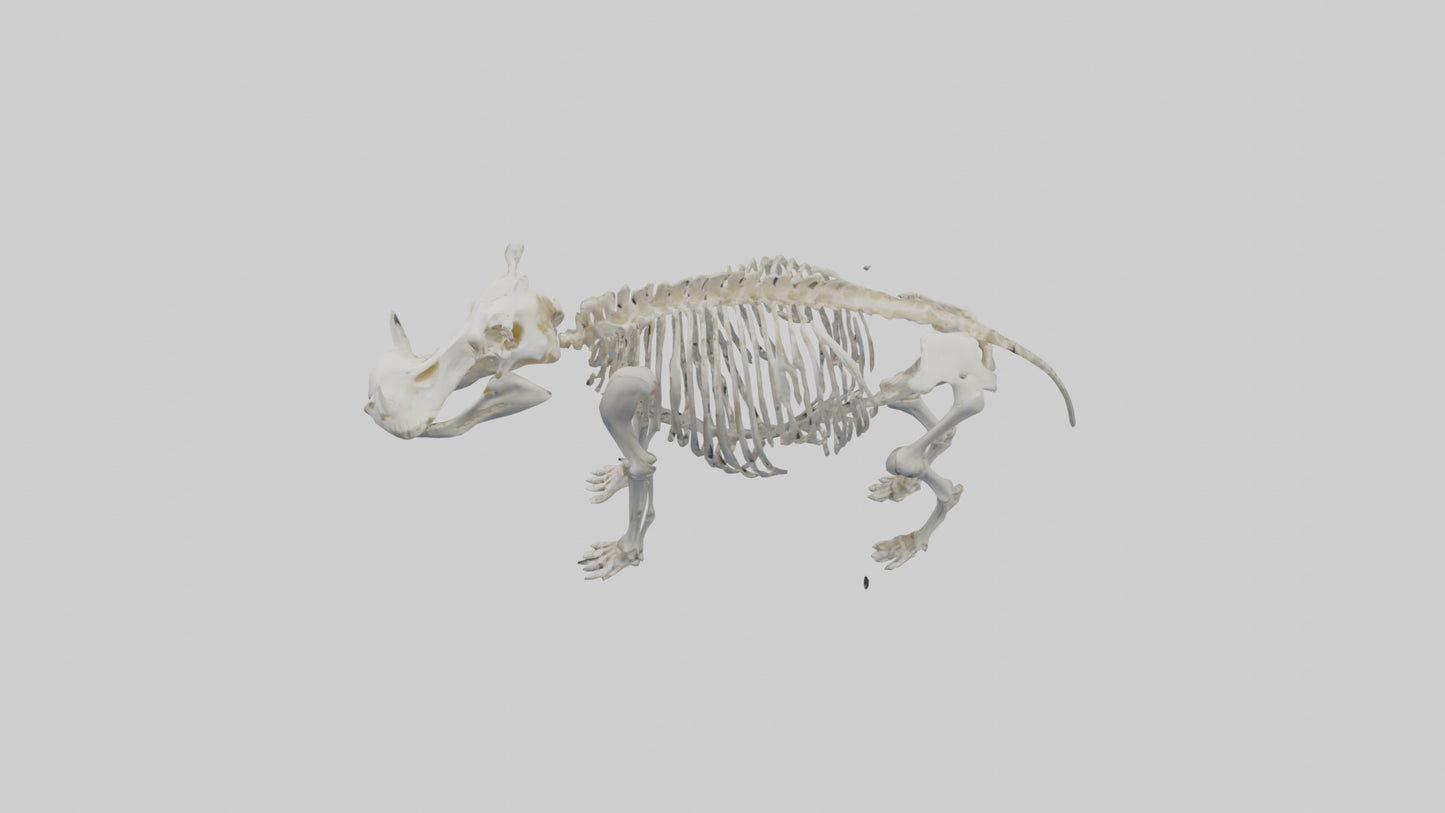 3D model Hippo Skeleton model VR / AR / low-poly