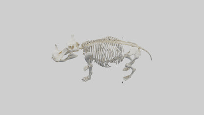 3D model Hippo Skeleton model VR / AR / low-poly