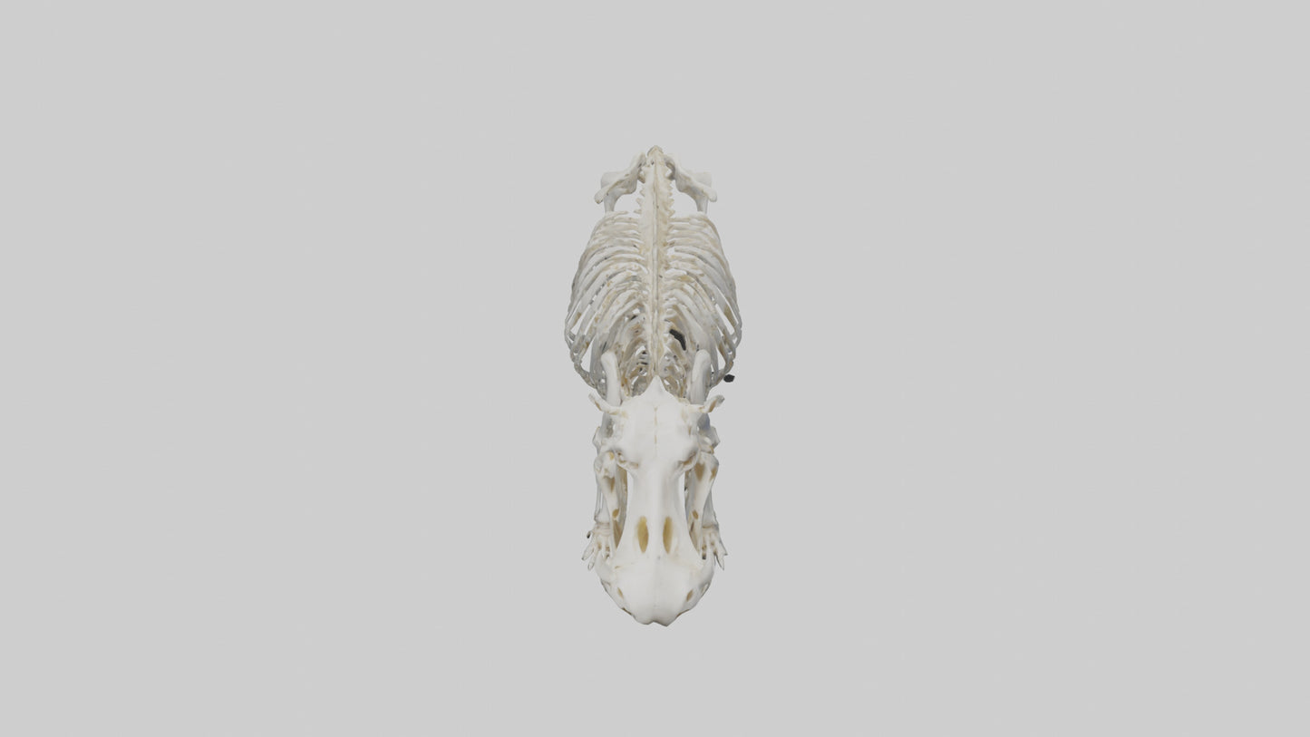 3D model Hippo Skeleton model VR / AR / low-poly
