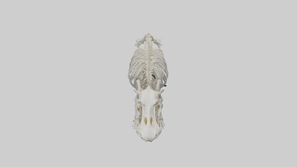 3D model Hippo Skeleton model VR / AR / low-poly