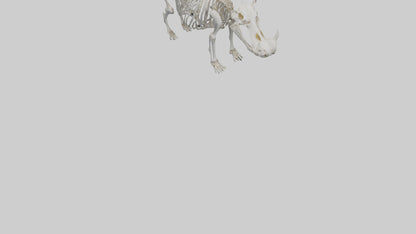 3D model Hippo Skeleton model VR / AR / low-poly