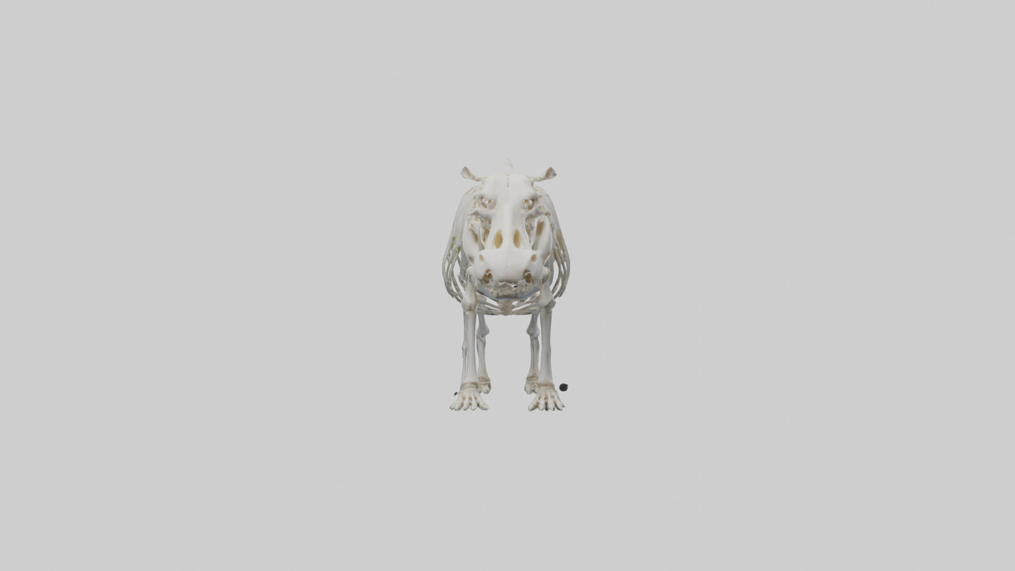 3D model Hippo Skeleton model VR / AR / low-poly