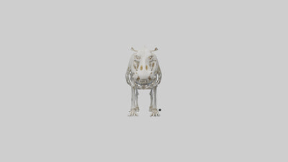 3D model Hippo Skeleton model VR / AR / low-poly