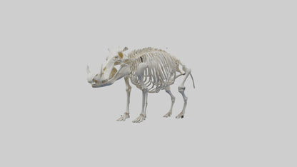 3D model Hippo Skeleton model VR / AR / low-poly
