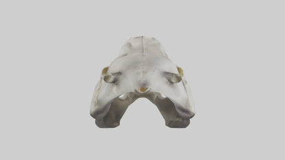 3D model Hippo Skull VR / AR / low-poly