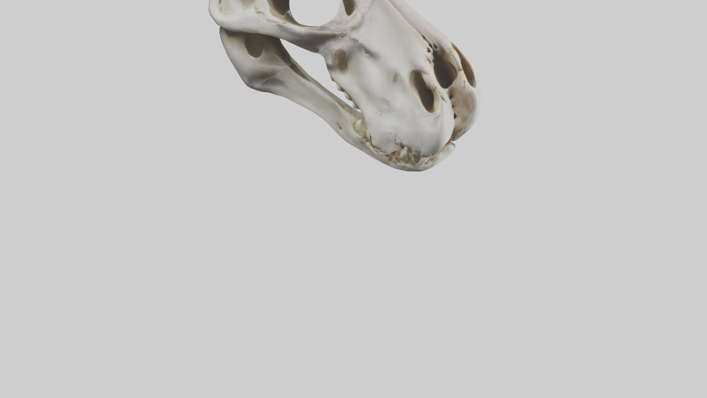 3D model Hippo Skull VR / AR / low-poly