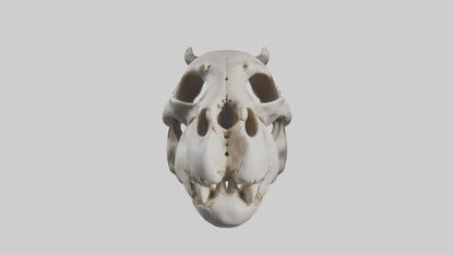 3D model Hippo Skull VR / AR / low-poly