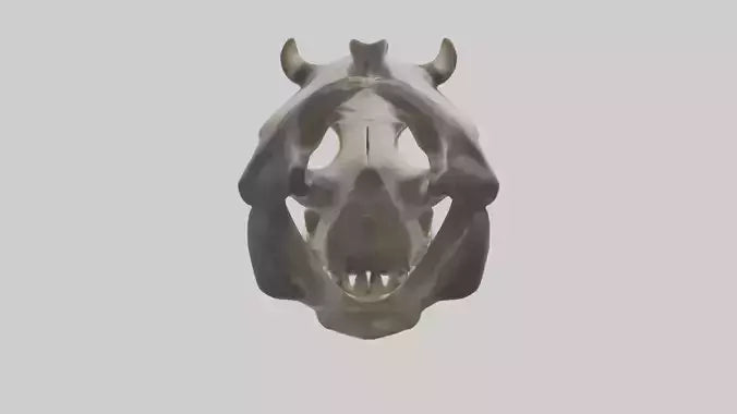 3D model Hippo Skull VR / AR / low-poly