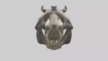 3D model Hippo Skull VR / AR / low-poly