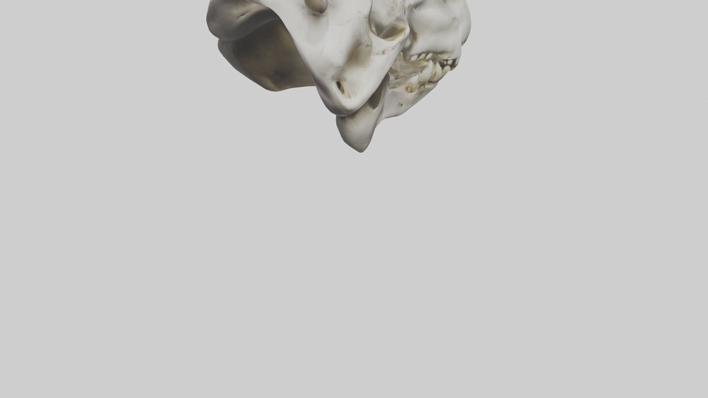 3D model Hippo Skull VR / AR / low-poly