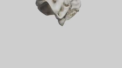 3D model Hippo Skull VR / AR / low-poly
