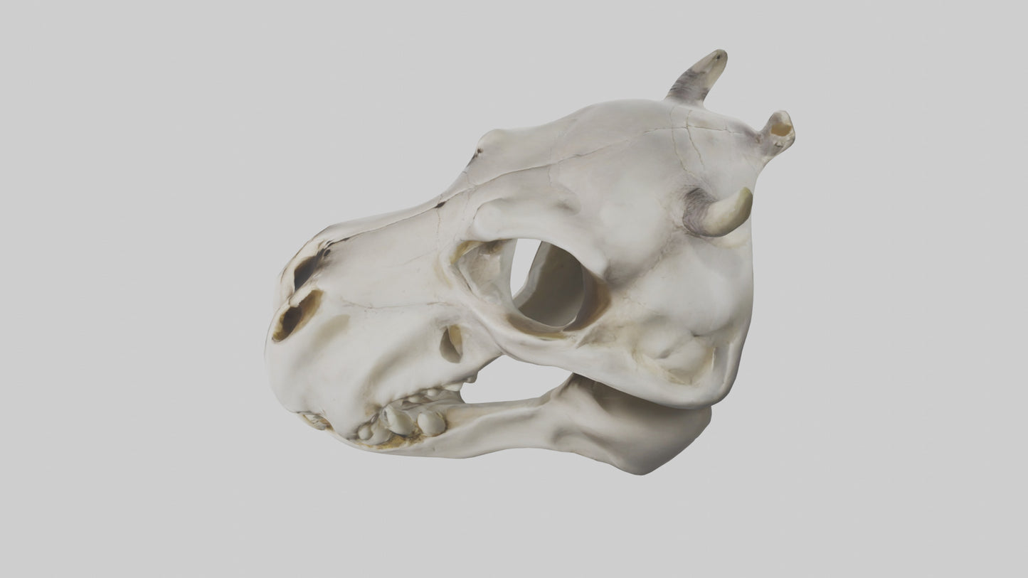 3D model Hippo Skull VR / AR / low-poly