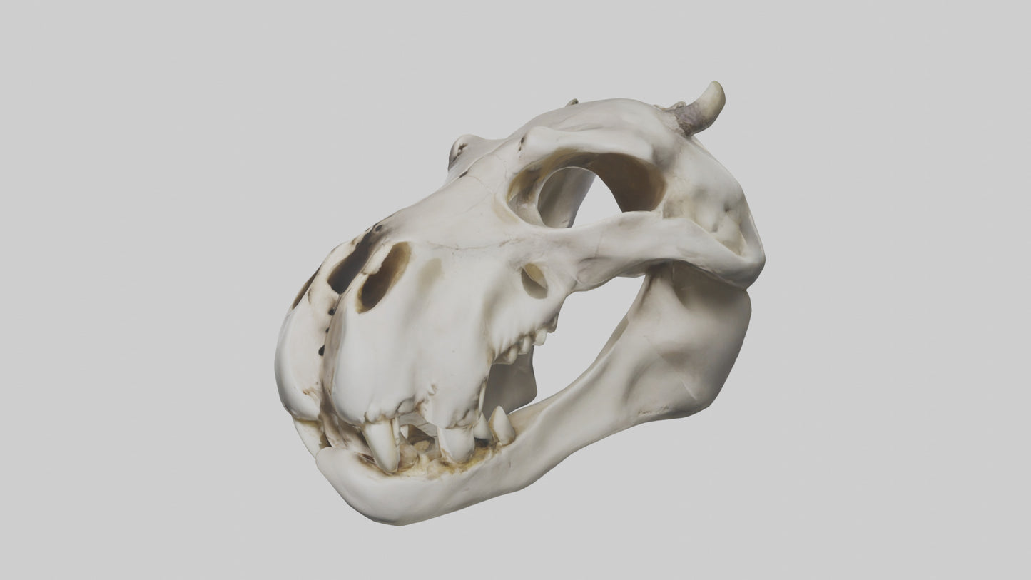 3D model Hippo Skull VR / AR / low-poly