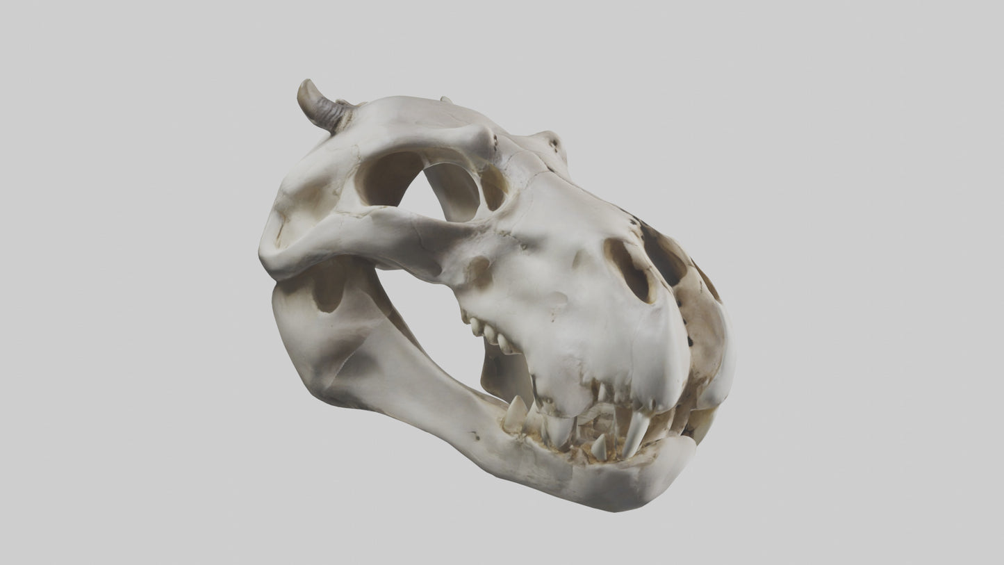 3D model Hippo Skull VR / AR / low-poly