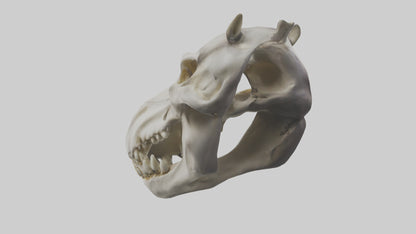 3D model Hippo Skull VR / AR / low-poly