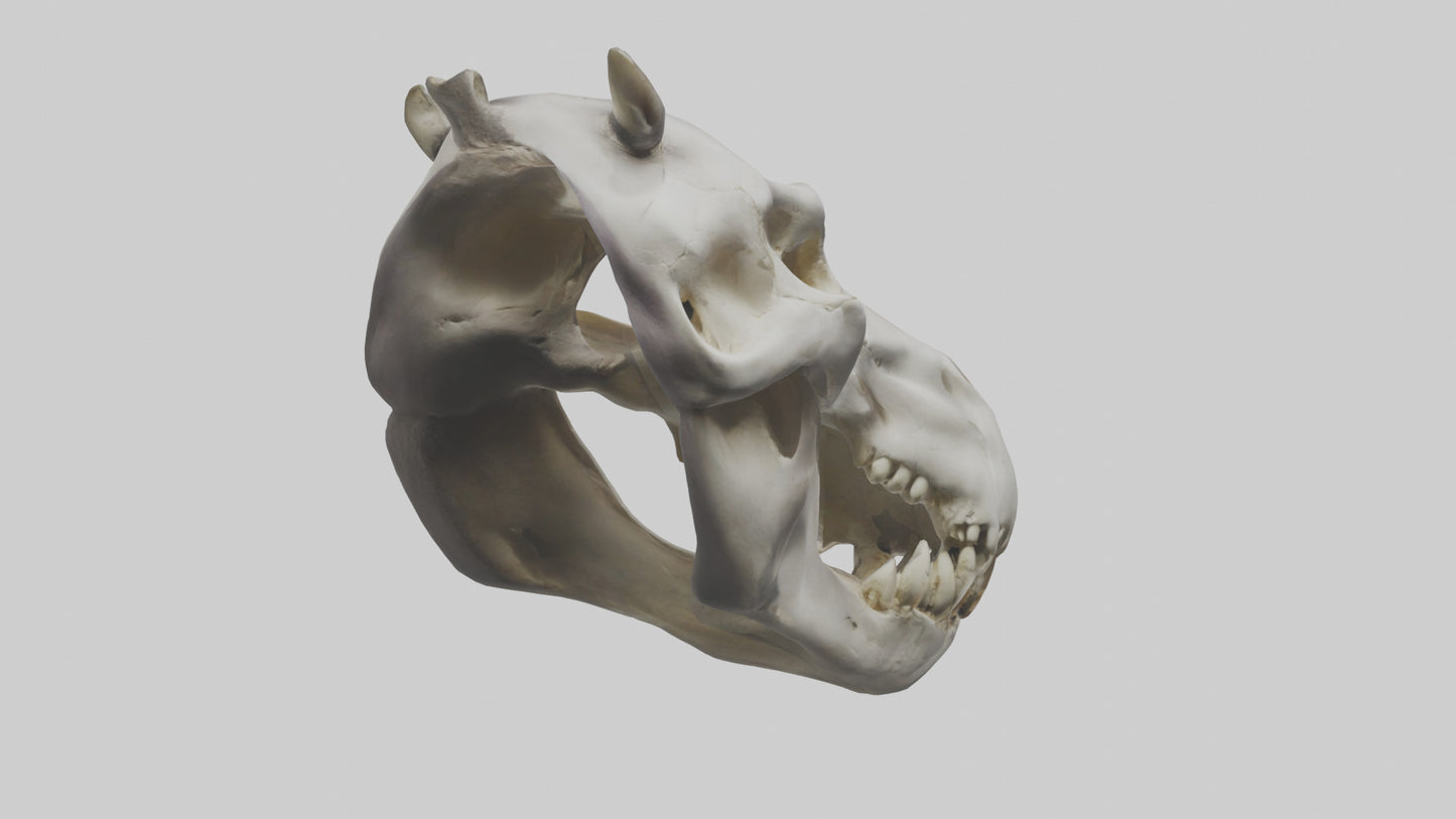 3D model Hippo Skull VR / AR / low-poly