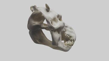 3D model Hippo Skull VR / AR / low-poly