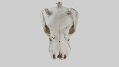 3D model Hippo Skull VR / AR / low-poly