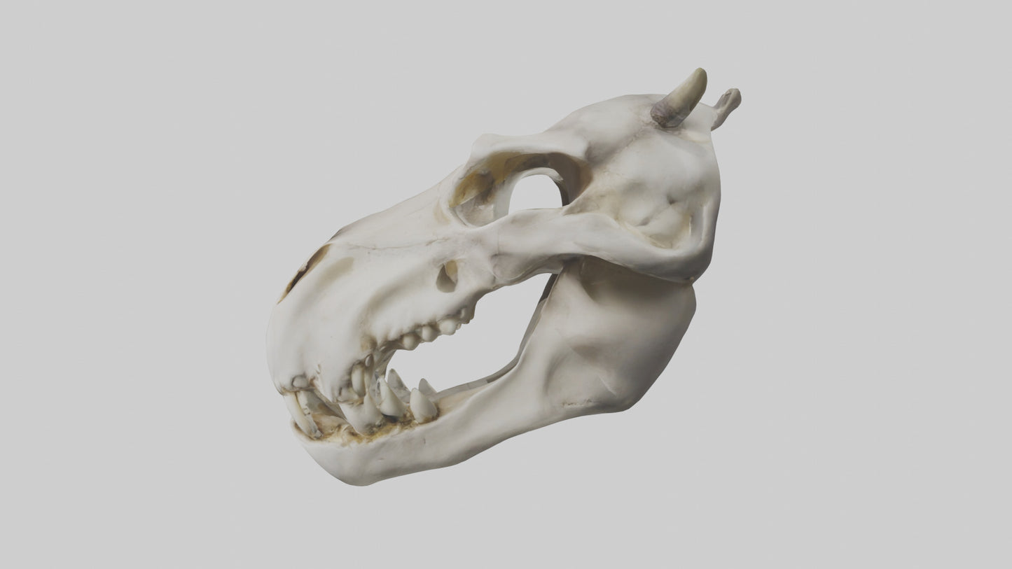 3D model Hippo Skull VR / AR / low-poly