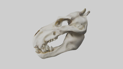 3D model Hippo Skull VR / AR / low-poly