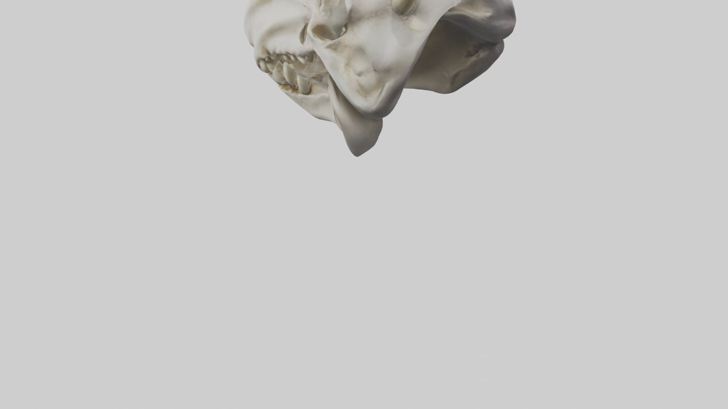 3D model Hippo Skull VR / AR / low-poly