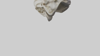 3D model Hippo Skull VR / AR / low-poly