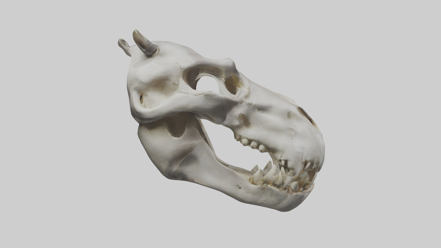 3D model Hippo Skull VR / AR / low-poly