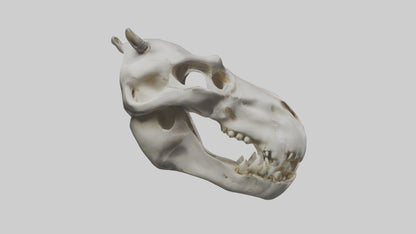 3D model Hippo Skull VR / AR / low-poly