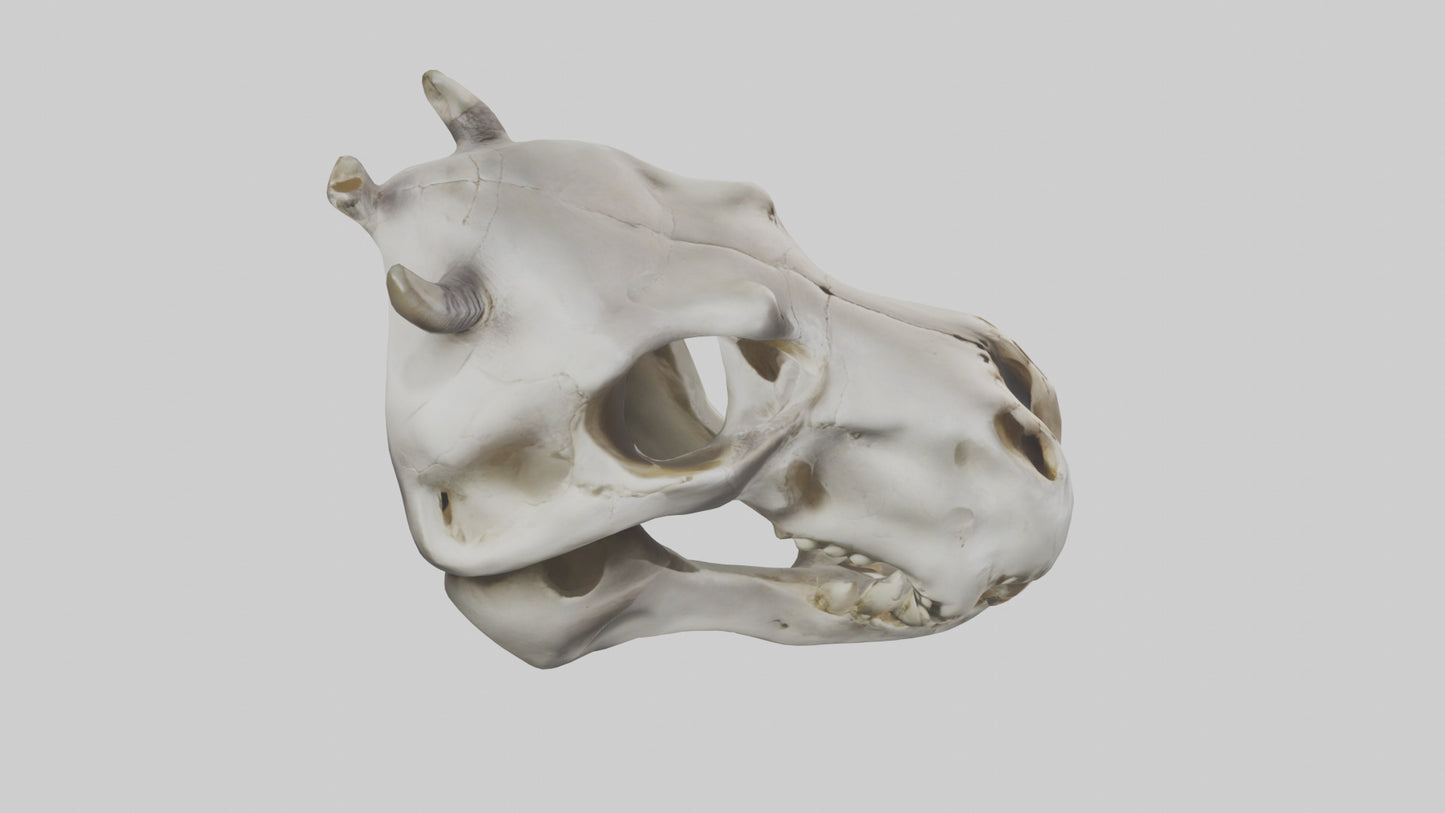 3D model Hippo Skull VR / AR / low-poly
