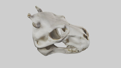3D model Hippo Skull VR / AR / low-poly
