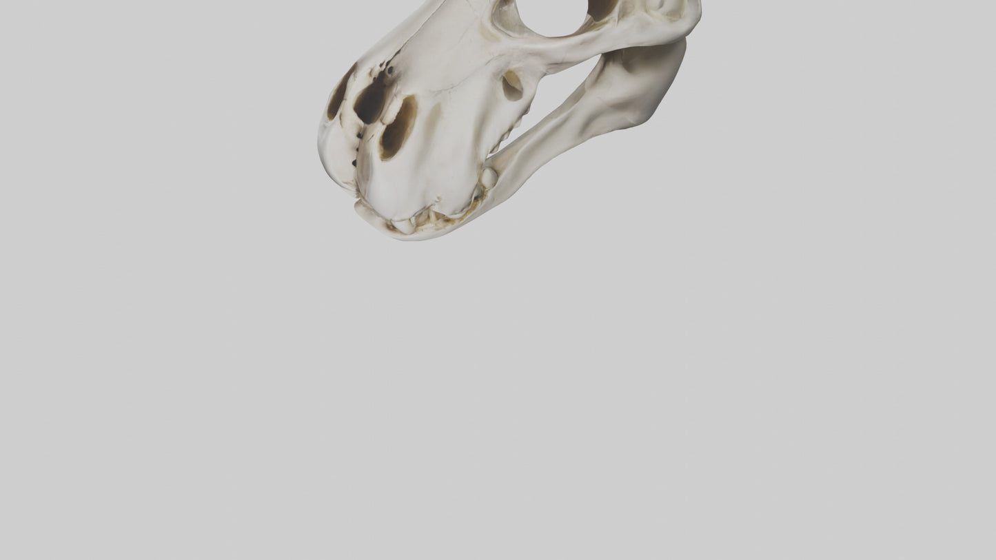 3D model Hippo Skull VR / AR / low-poly