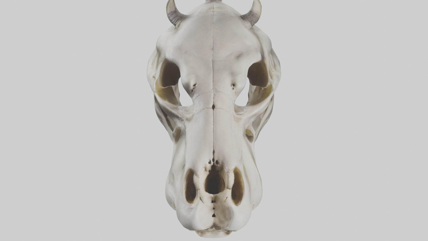 3D model Hippo Skull VR / AR / low-poly
