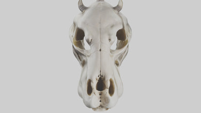 3D model Hippo Skull VR / AR / low-poly