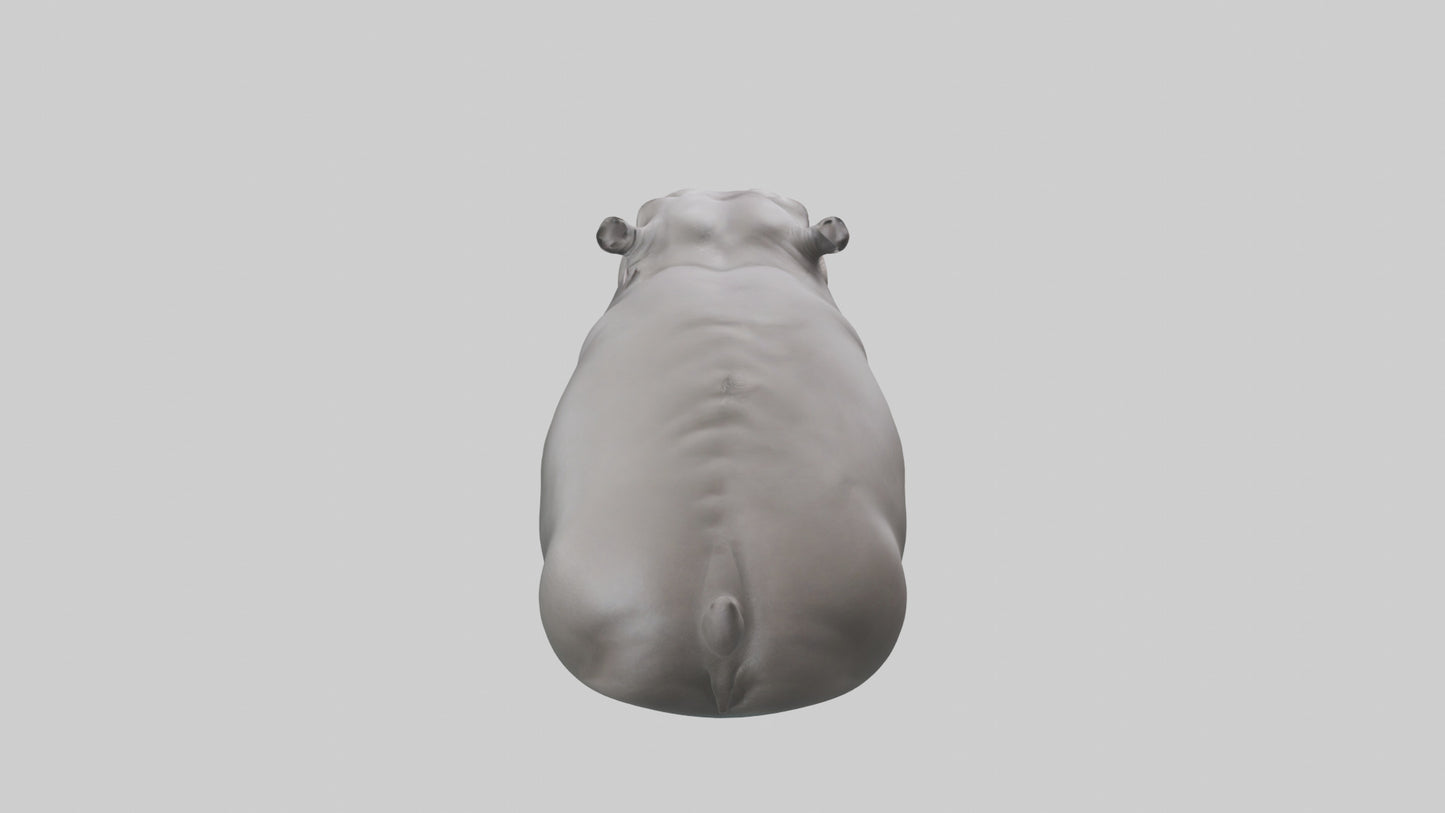3D model Hippopotamus submerged model VR / AR / low-poly