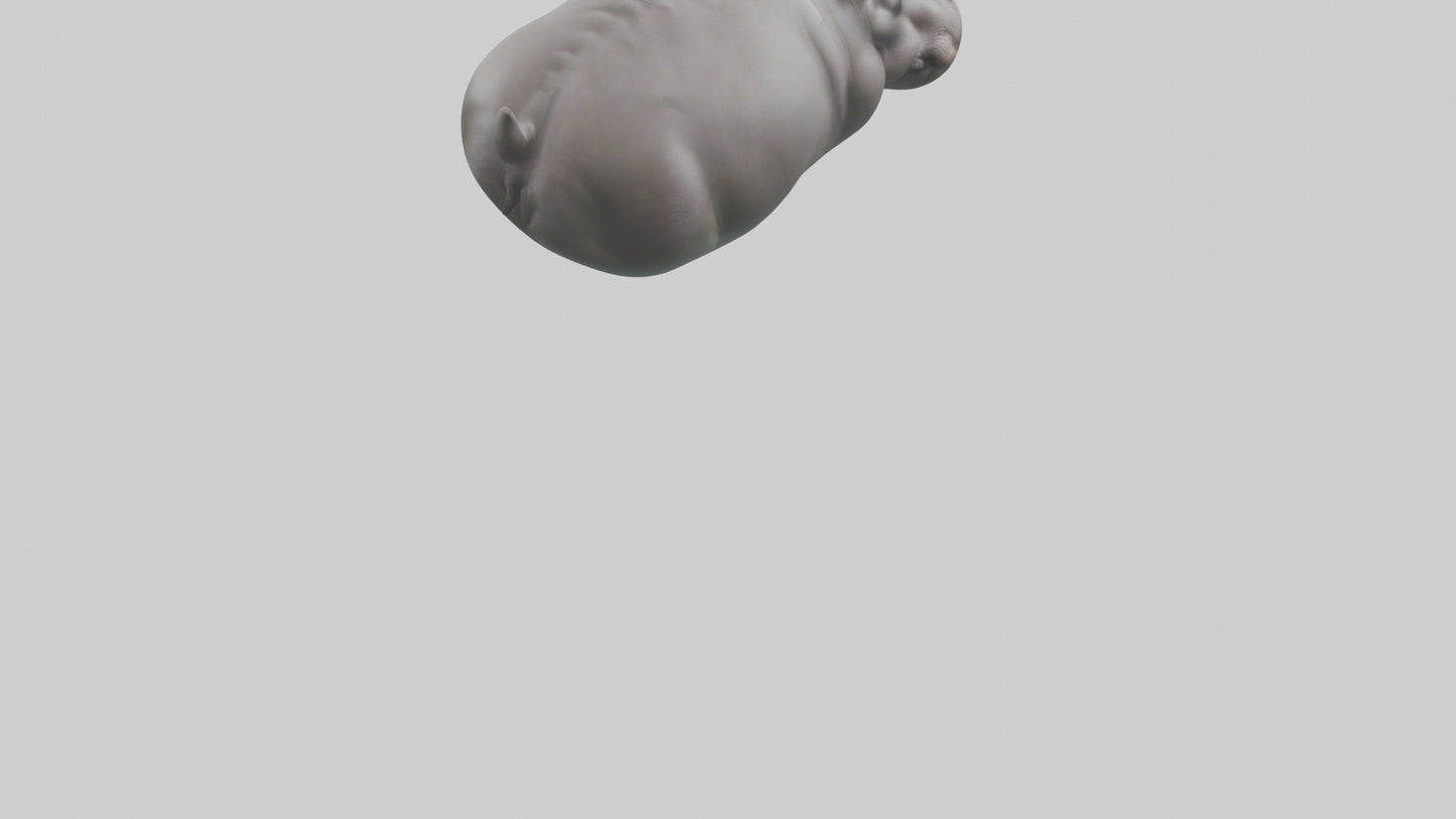 3D model Hippopotamus submerged model VR / AR / low-poly
