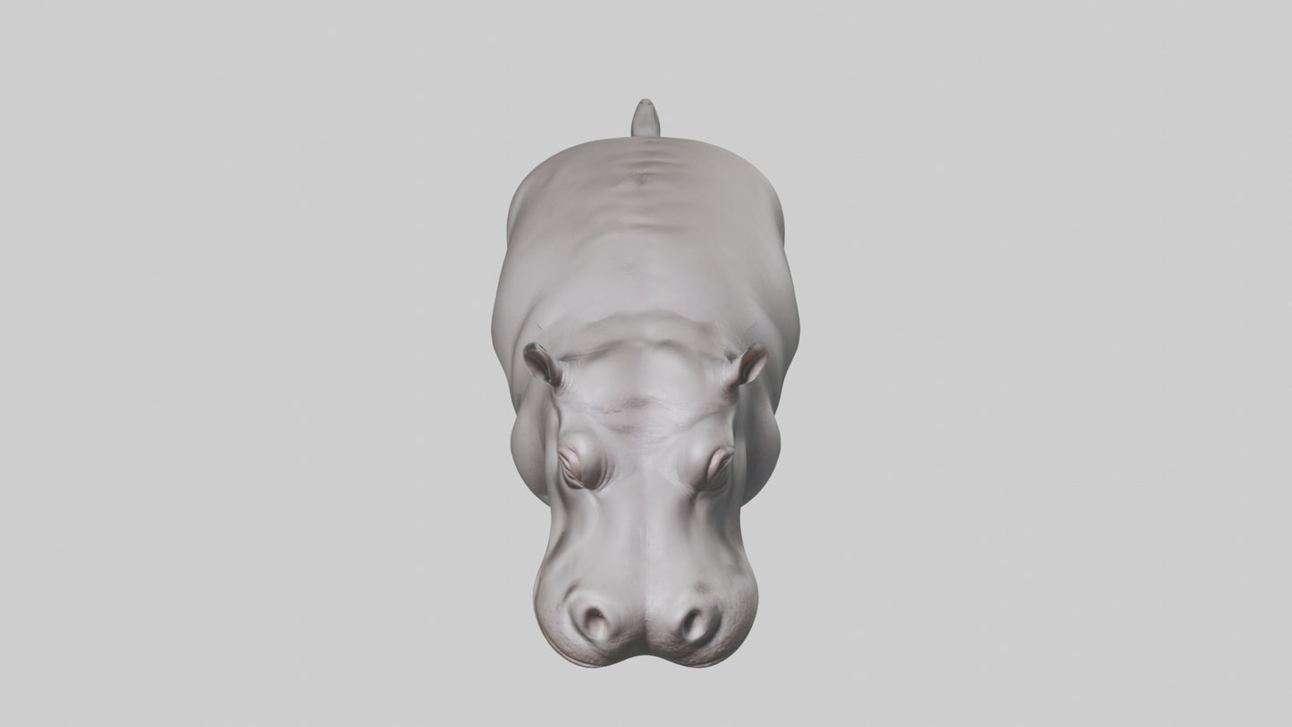 3D model Hippopotamus submerged model VR / AR / low-poly