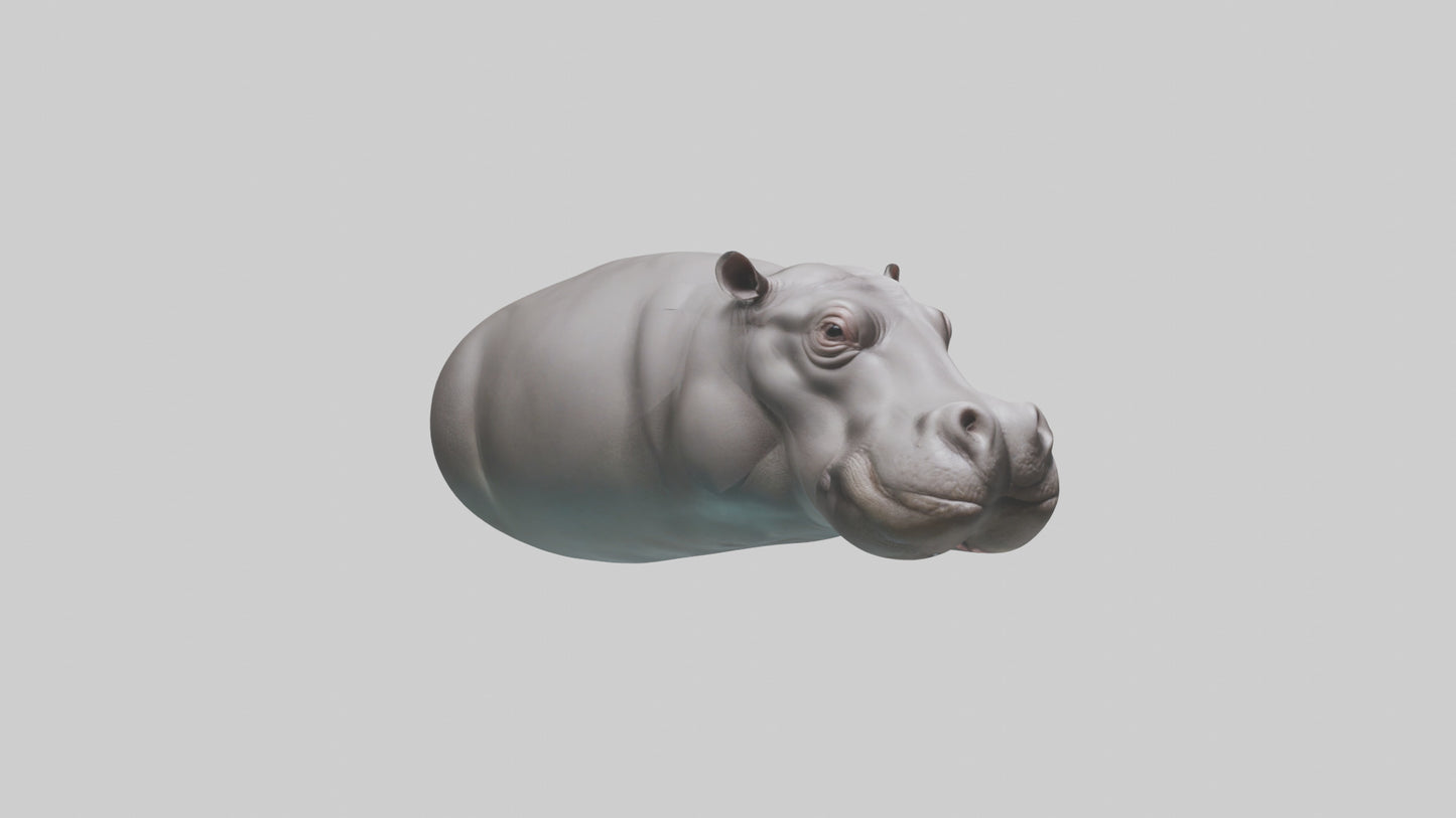 3D model Hippopotamus submerged model VR / AR / low-poly
