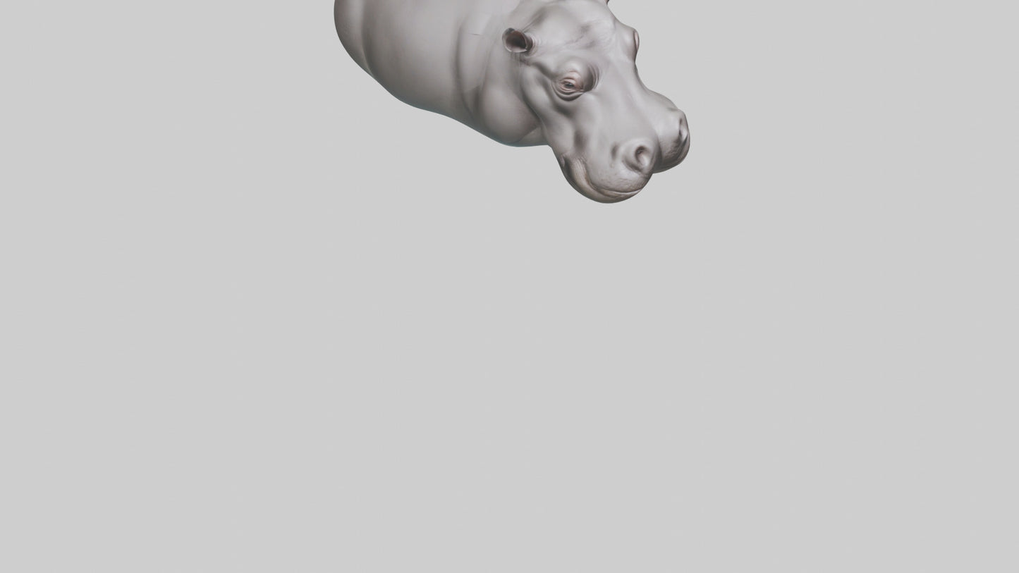 3D model Hippopotamus submerged model VR / AR / low-poly